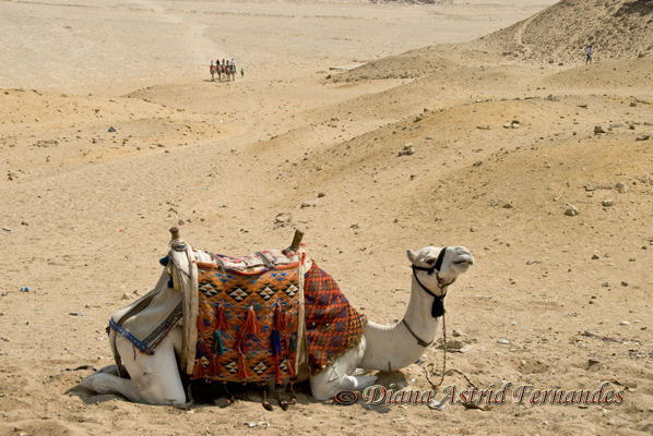 Egypt-resting-camel-at-Giza